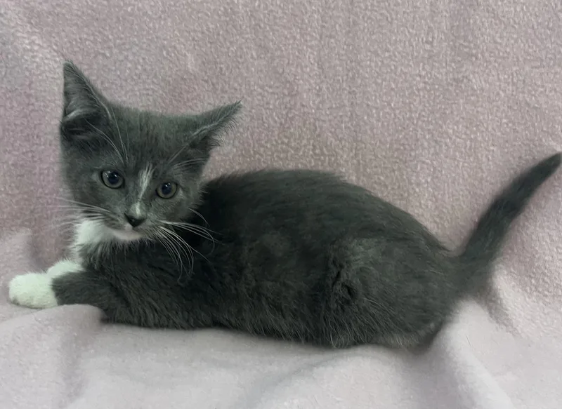 A baby medium-sized female Gray & White Domestic Short Hair cat named Charlie for adoption in Buffalo, MN