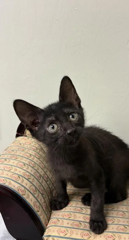 A baby medium-sized male Domestic Short Hair cat named Spooky for adoption in Picayune, MS