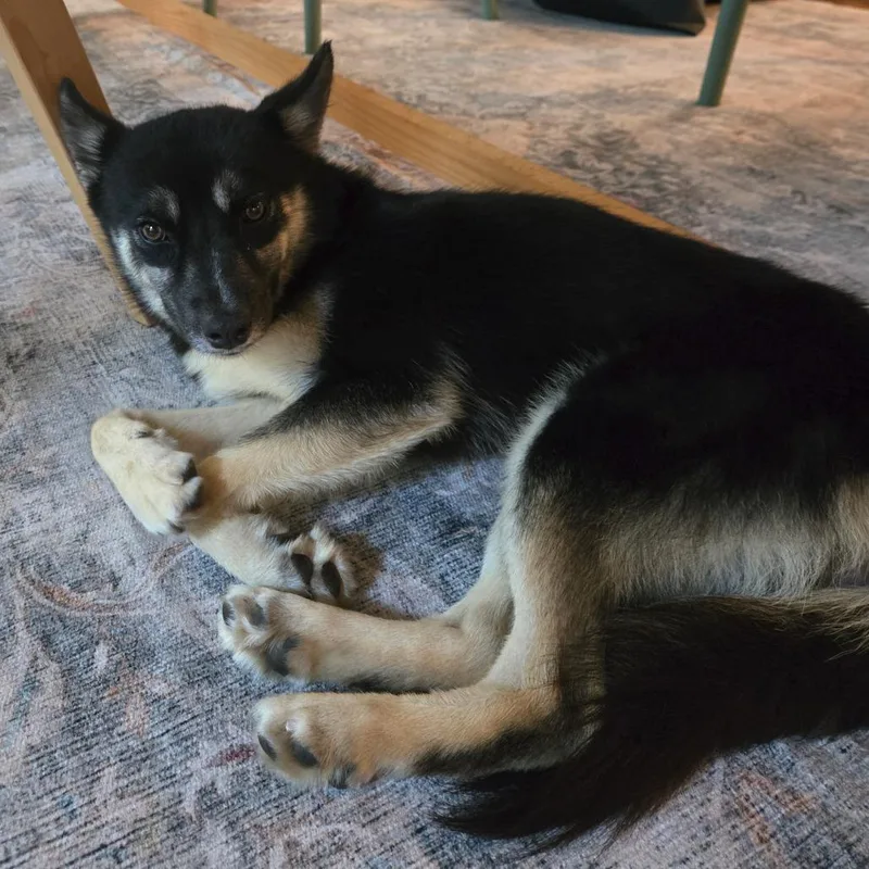 An adult medium-sized female Black German Shepherd Dog dog named Bacon for adoption in San Antonio, TX