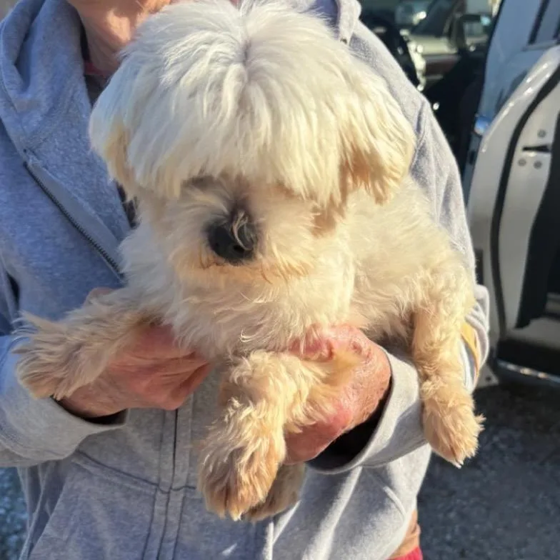 An adult small-sized male White / Cream Maltese dog named Spud for adoption in Normal, IL