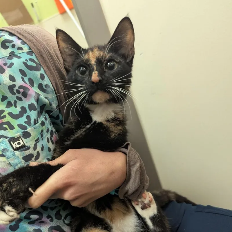 A baby small-sized female Tortoiseshell Domestic Short Hair cat named Mochi for adoption in Lynchburg, VA