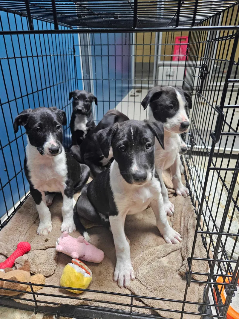 Teddy thumbnail 2