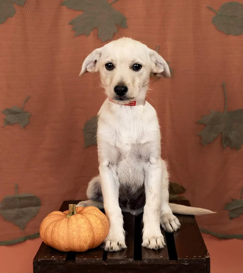 A baby medium-sized male Terrier dog named 855-26 for adoption in Brighton, CO