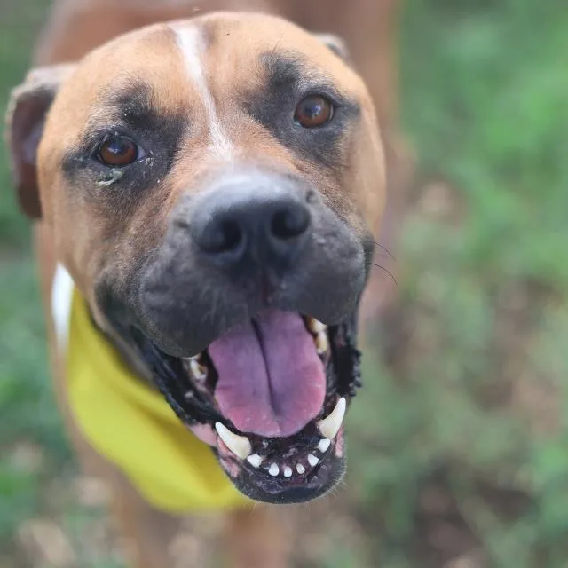 An adult large-sized male Boxer dog named Danon for adoption in San Antonio, TX