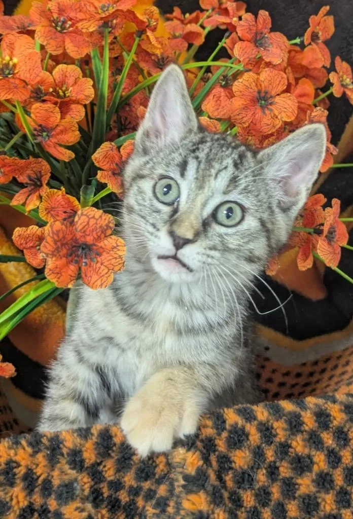 A baby small-sized female Domestic Short Hair cat named Nina for adoption in Stillwater, OK