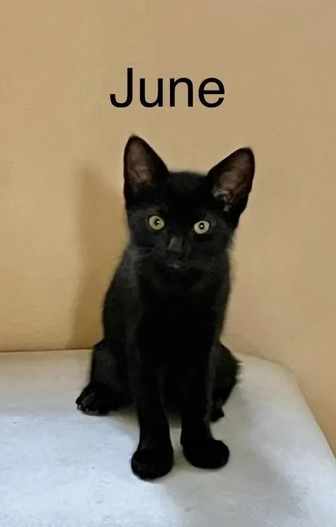A baby medium-sized female Black Domestic Short Hair cat named June for adoption in Houston, TX