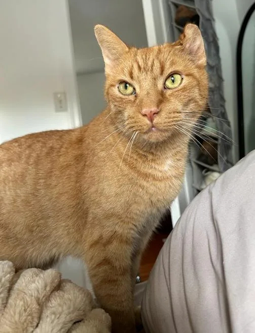 An adult medium-sized male Orange / Red Domestic Short Hair cat named Kimchi for adoption in Indianapolis, IN