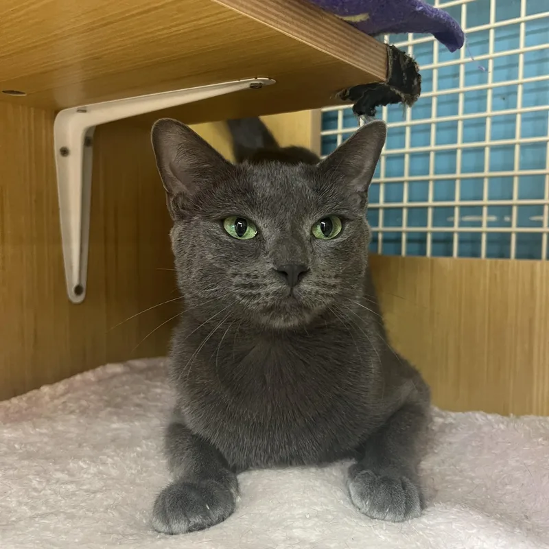 An adult medium-sized female Gray / Blue / Silver Domestic Short Hair cat named Nina for adoption in Manhattan, KS