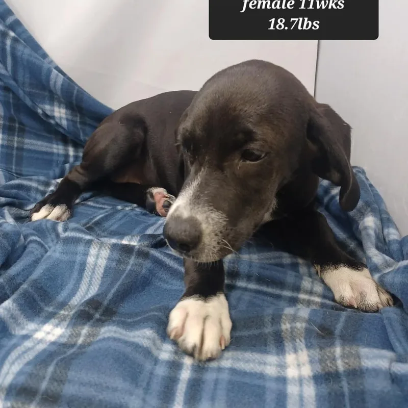 A baby medium-sized female Coonhound dog named Beth for adoption in New Tazewell, TN