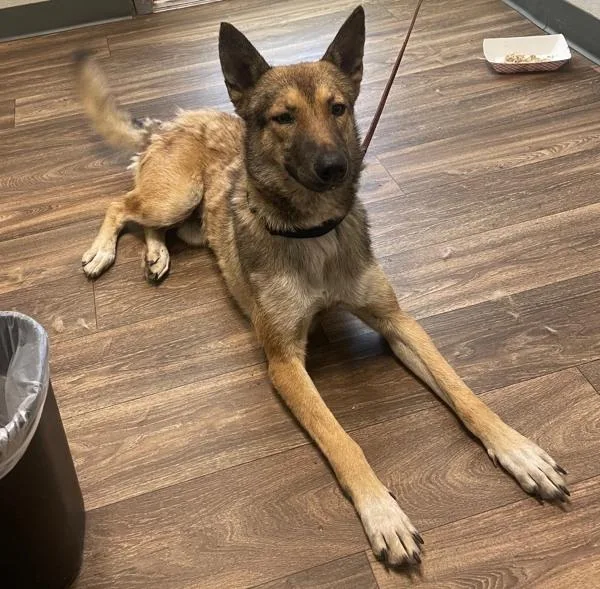 A young medium-sized male Shepherd dog named Shadow for adoption in San Diego, CA