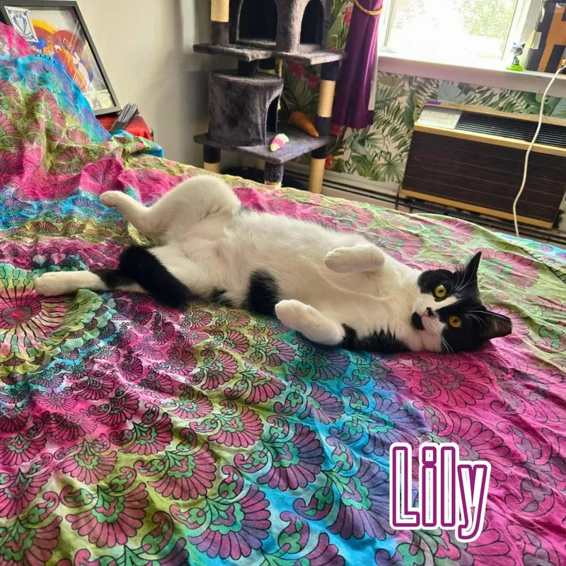 Lily & Daisy  thumbnail 2