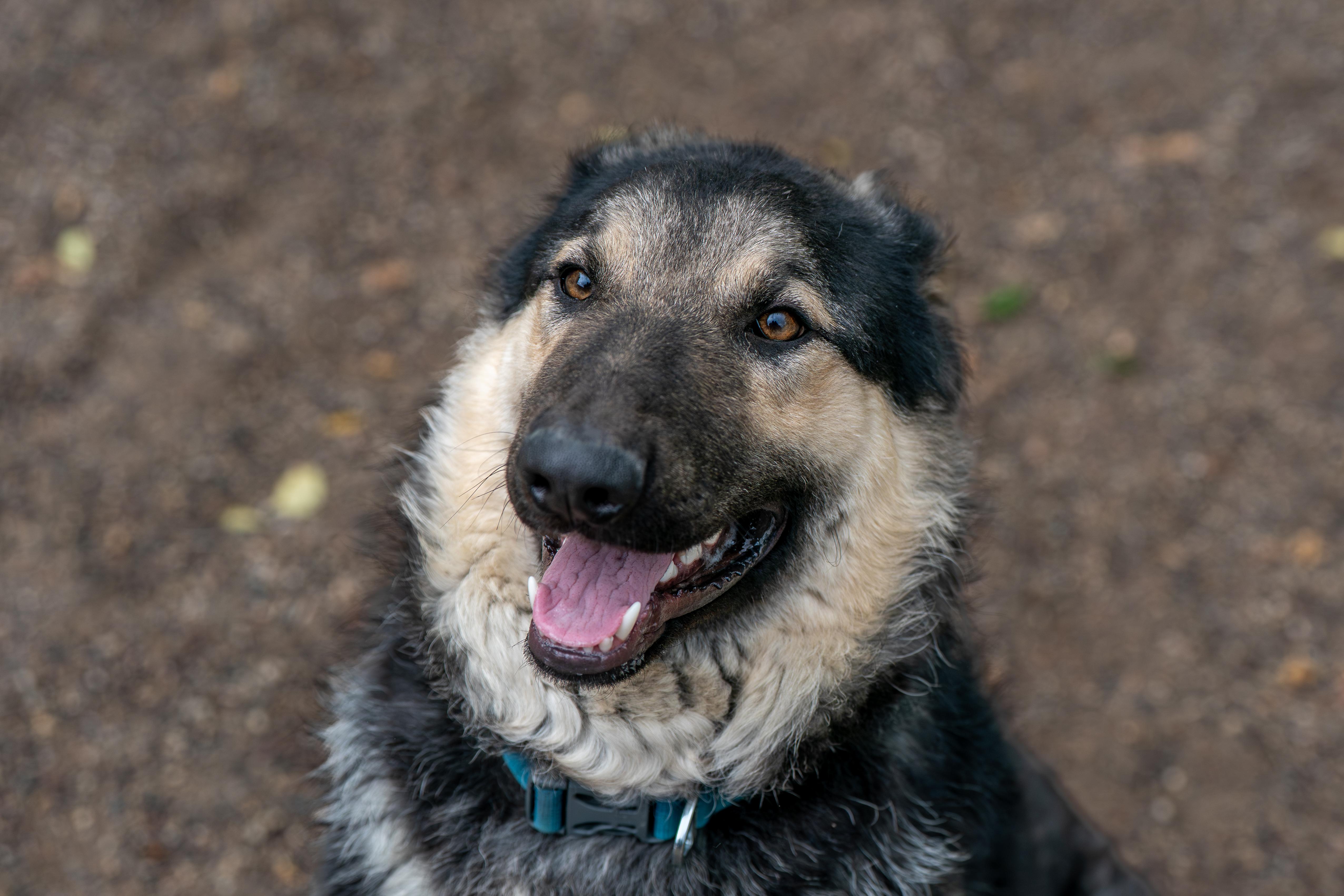 A young large-sized male Black Collie dog named Toby for adoption in Red Wing, MN