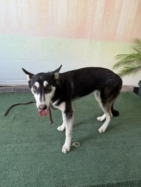 A young large-sized female Siberian Husky dog named Nina for adoption in Baldwin Park, CA
