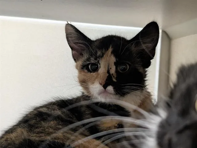 A baby small-sized female Domestic Short Hair cat named Beef Teef for adoption in Denver, CO