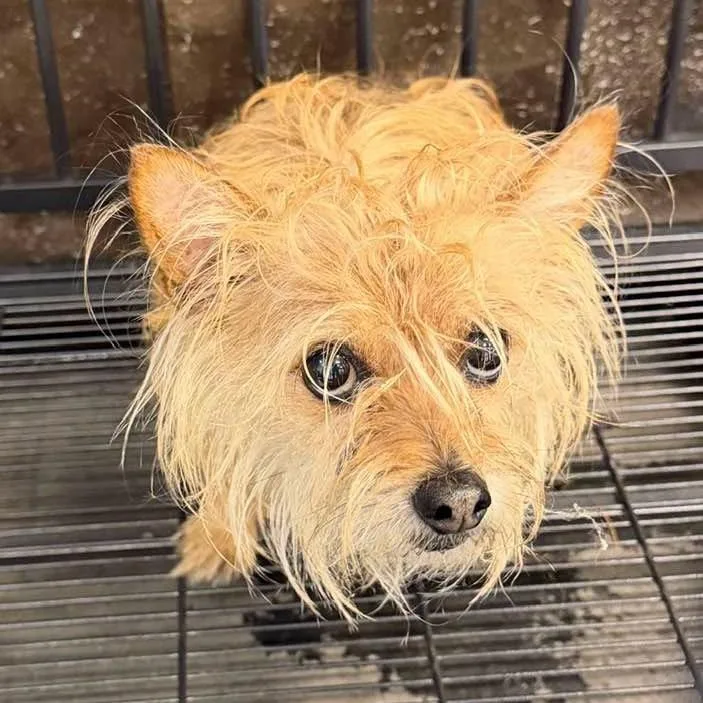 An adult small-sized male Cairn Terrier dog named Officer Sprinkles for adoption in Columbia, IL