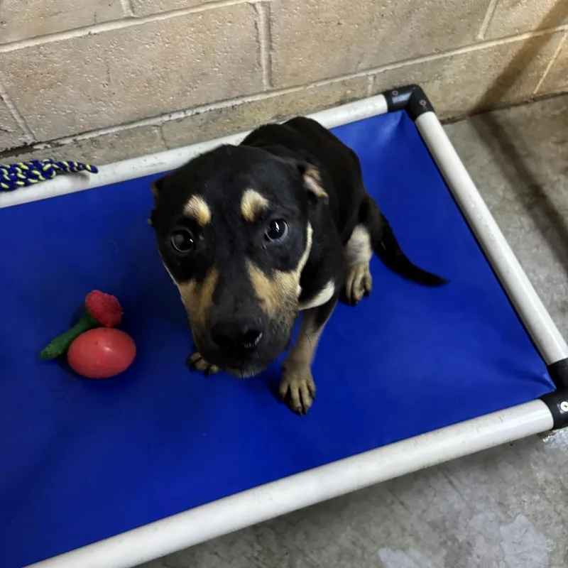 A young medium-sized male Black Rottweiler dog named Ziggy for adoption in Falmouth, KY