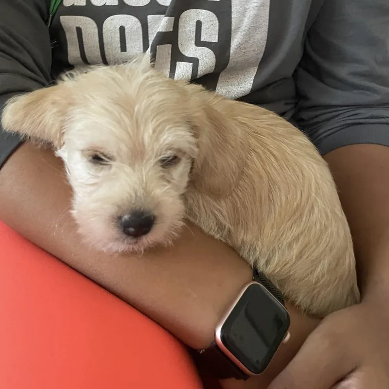A baby small-sized female Yellow / Tan / Blond / Fawn Schnauzer dog named Besitos for adoption in Austin, TX