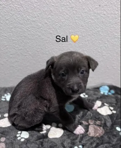 Sal