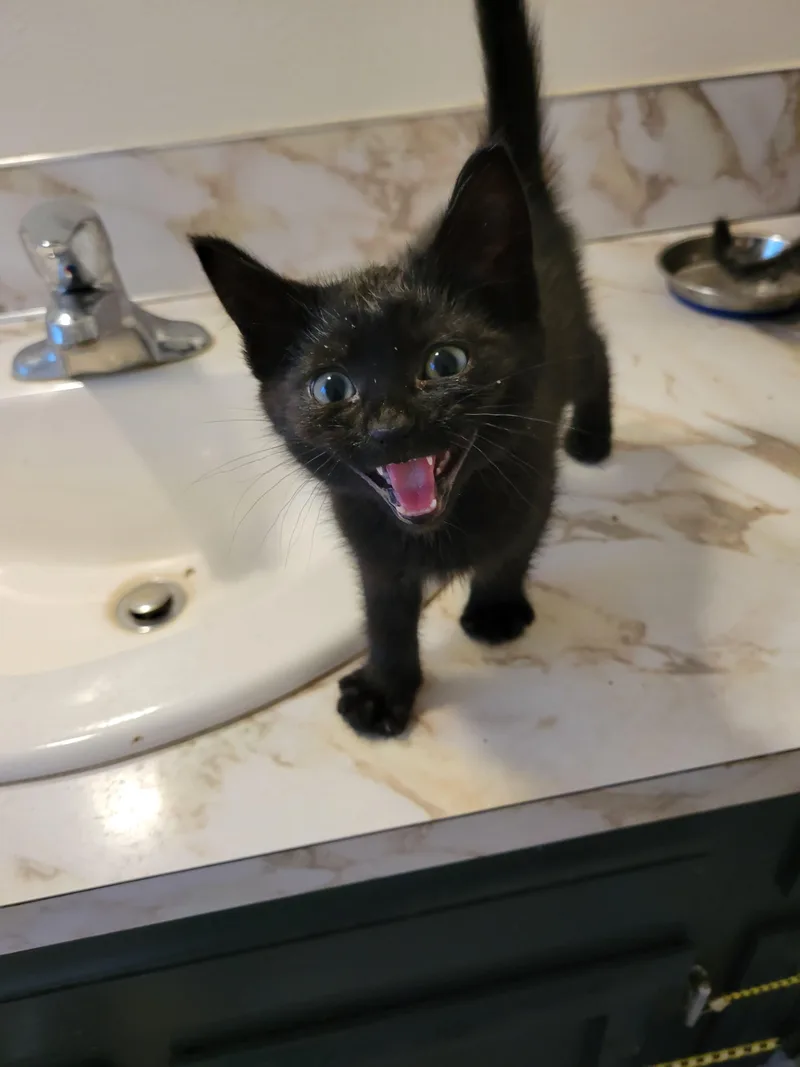 A baby small-sized male Black Domestic Short Hair cat named Katsu for adoption in Newberg, OR