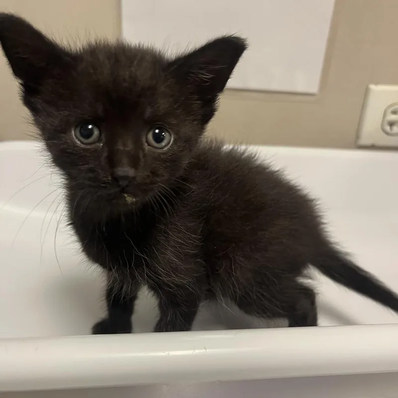 A baby small-sized male Black Domestic Short Hair cat named Hubbard Squash for adoption in Chicago, IL