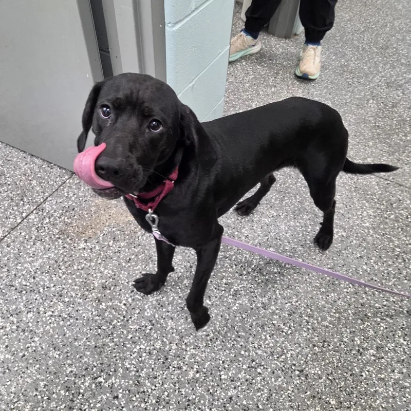 An adult medium-sized male Black Hound dog named Thor for adoption in Parkersburg, WV