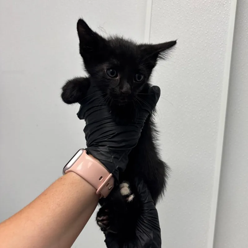 A baby small-sized male Domestic Short Hair cat named Frankie for adoption in Abilene, TX