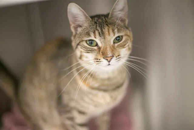 A young small-sized female Domestic Short Hair cat named Marble for adoption in Charlotte, NC