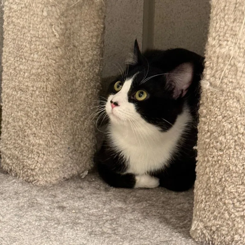 A young medium-sized male Black Domestic Short Hair cat named Oreo for adoption in Naperville, IL
