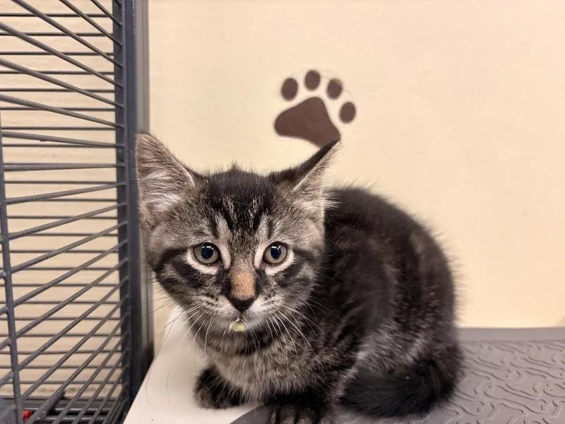 A baby large-sized male Domestic Short Hair cat named Frank for adoption in Rensselaer, IN