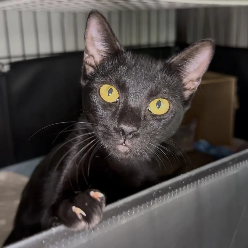 A young small-sized female Gray / Blue / Silver Domestic Short Hair cat named Nyx for adoption in Long Beach, CA