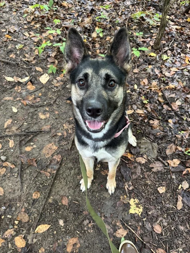 An adult large-sized female Tricolor (Brown, Black, & White) German Shepherd Dog dog named Lady Bird for adoption in Kalamazoo, MI