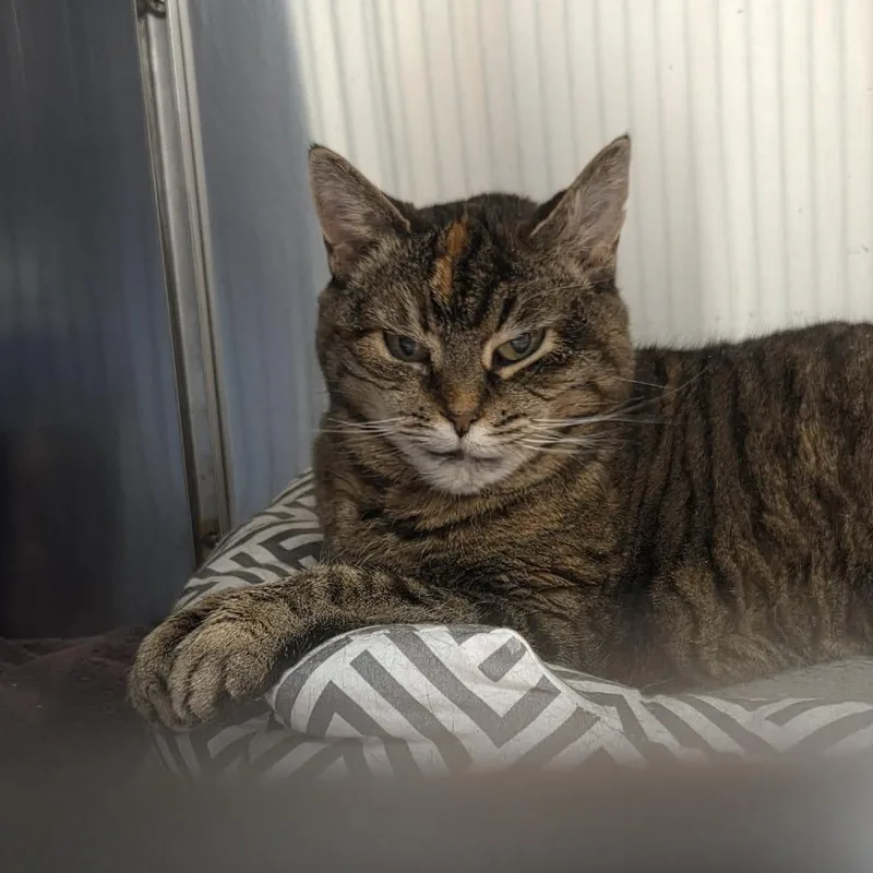 Violet Marie thumbnail 2