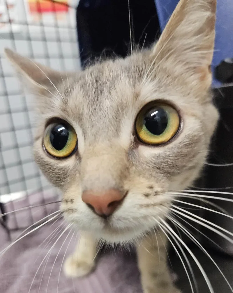 A young medium-sized female Domestic Short Hair cat named Anna May for adoption in Bloomington, IN
