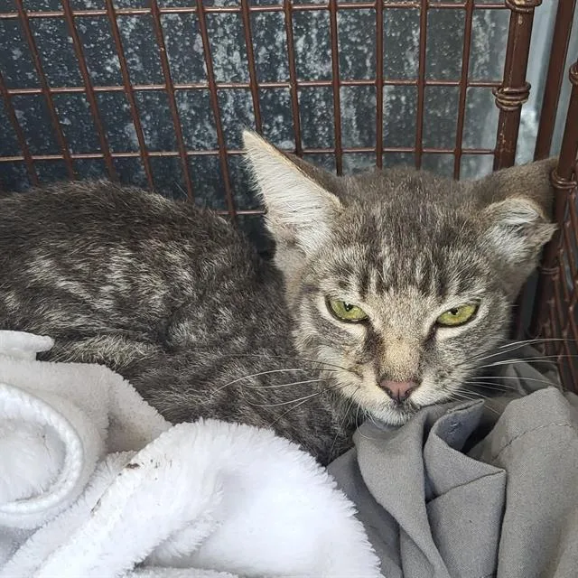 A baby small-sized male Domestic Short Hair cat named Lily for adoption in San Antonio, TX