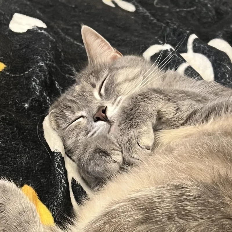 An adult medium-sized female Dilute Calico Domestic Short Hair cat named Lucy for adoption in Pittsburgh, PA