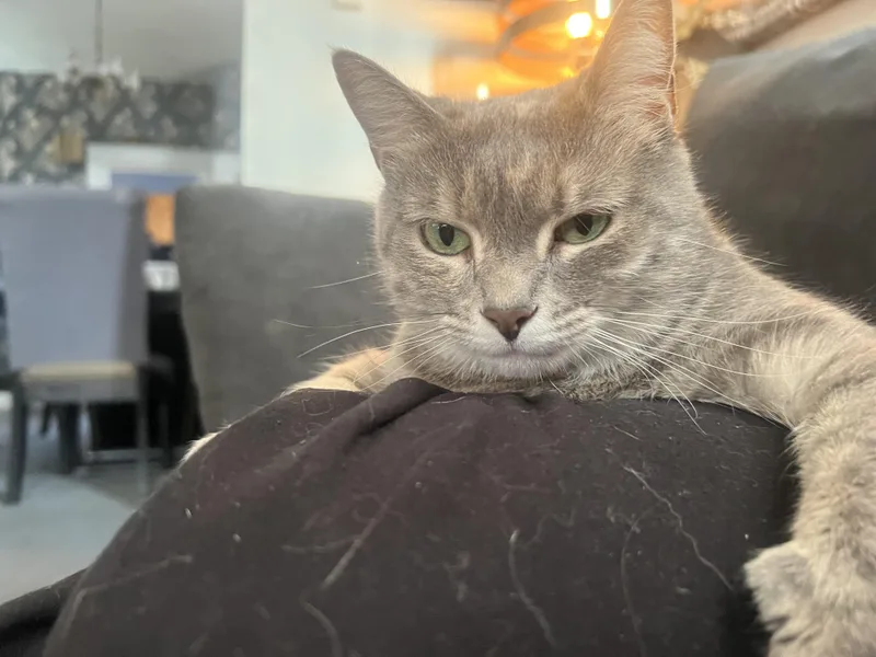 Lucy thumbnail 3