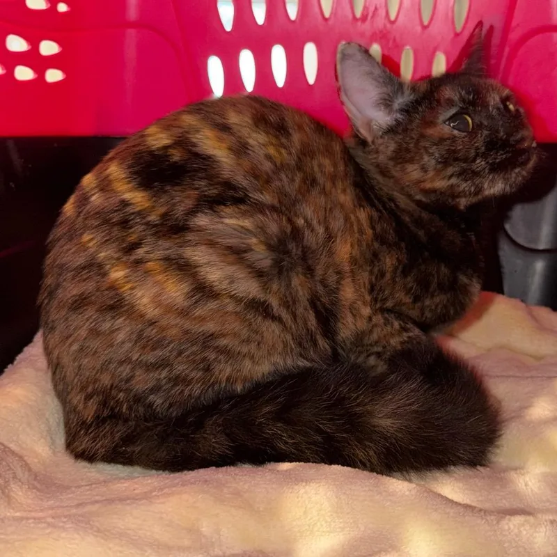 A young small-sized female Tortoiseshell Domestic Short Hair cat named Medusa for adoption in Simi Valley, CA