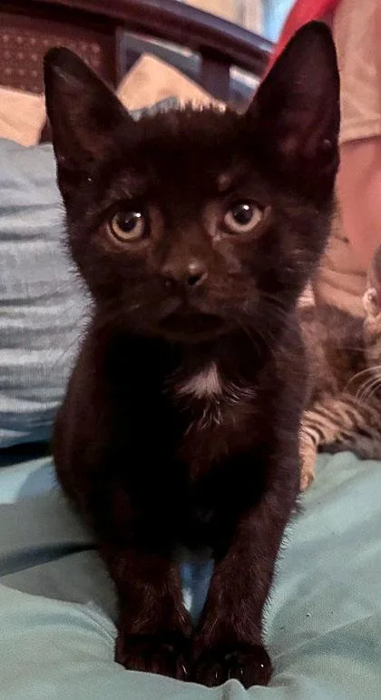 A baby small-sized male Black Domestic Short Hair cat named Jabba At Petsmart In for adoption in Bishop, GA