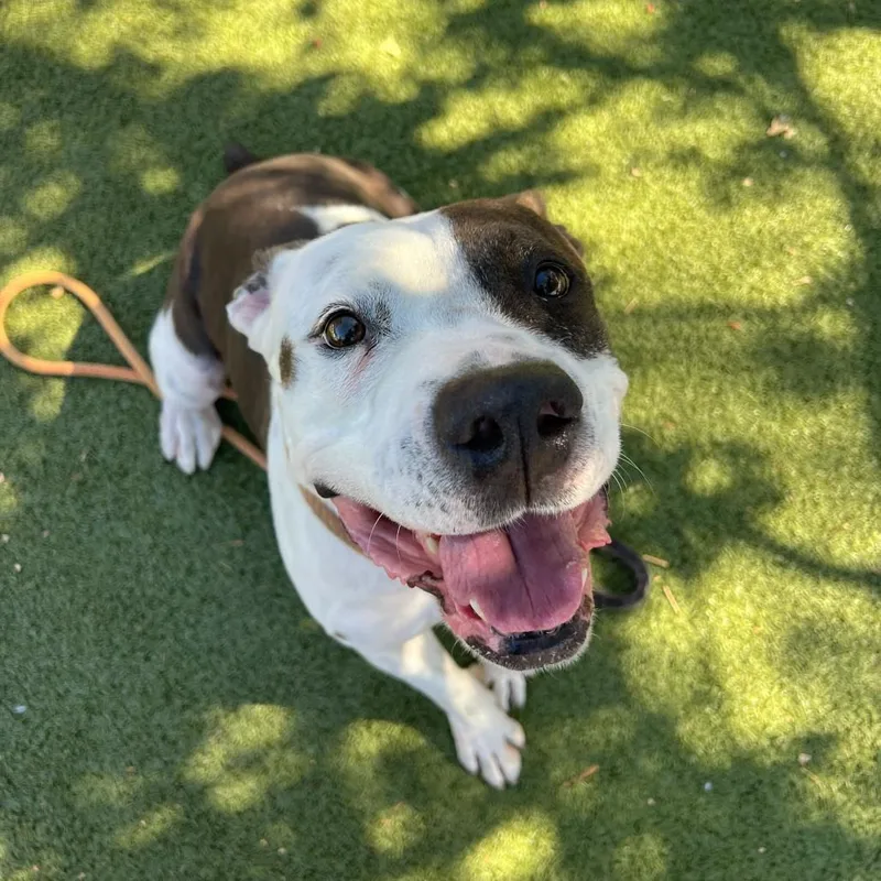 An adult medium-sized male White / Cream American Staffordshire Terrier dog named Kwanza for adoption in Apache Junction, AZ