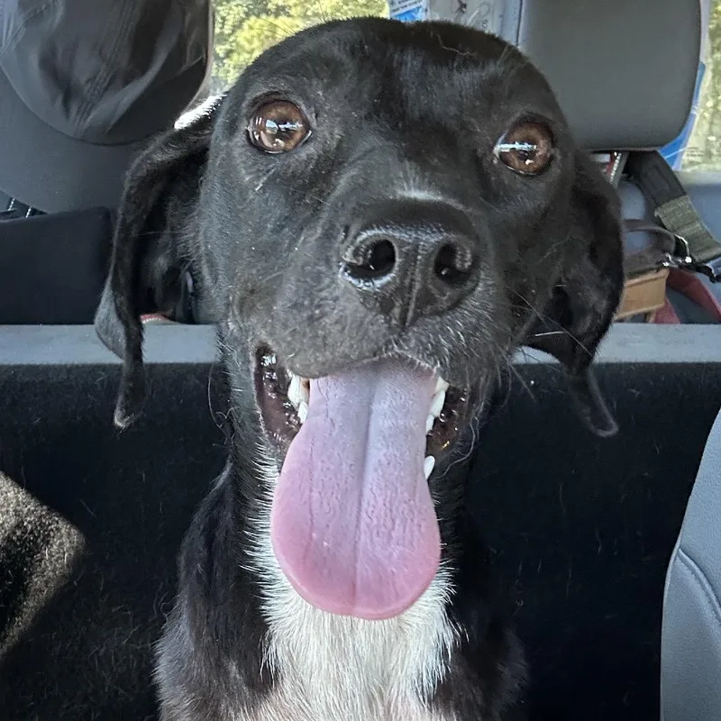 A young small-sized female Black Mixed Breed dog named Bouncy Ball for adoption in Columbiana, AL