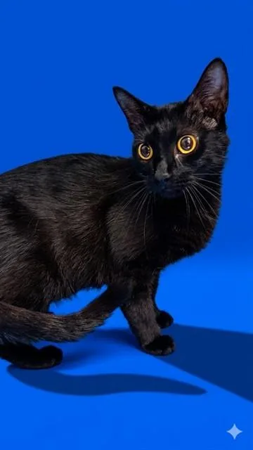 A young medium-sized female Domestic Short Hair cat named Mathilda for adoption in Jacksonville, FL