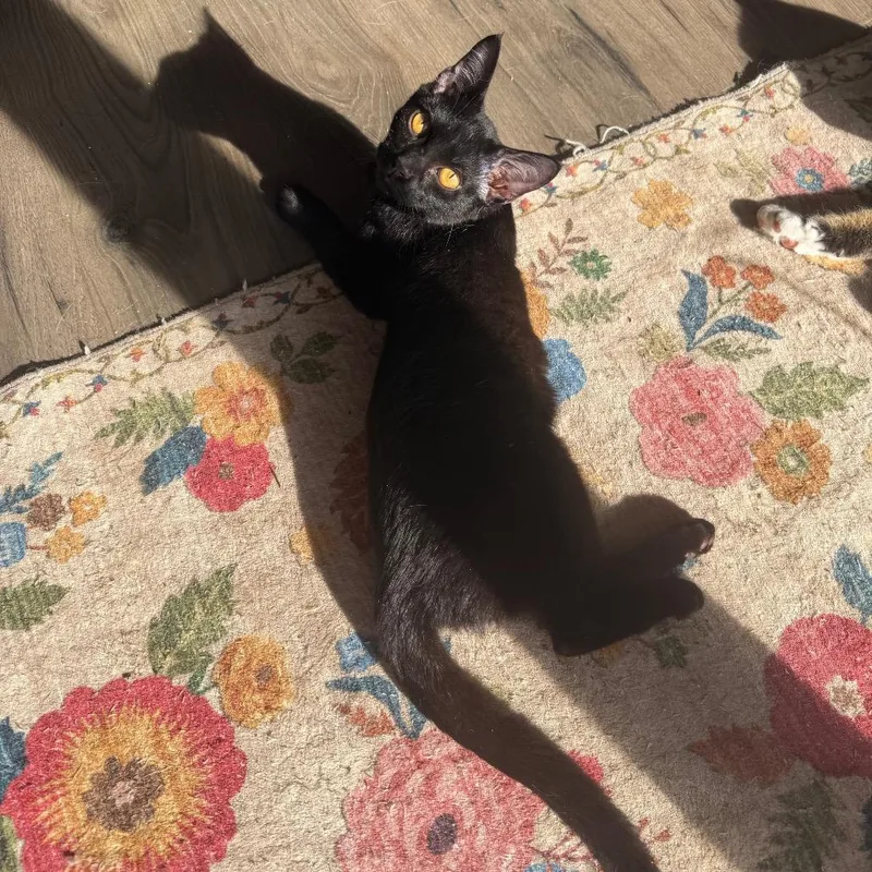 Hob Goblin thumbnail 2