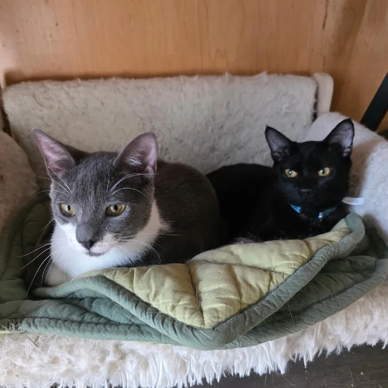 Hob Goblin thumbnail 3