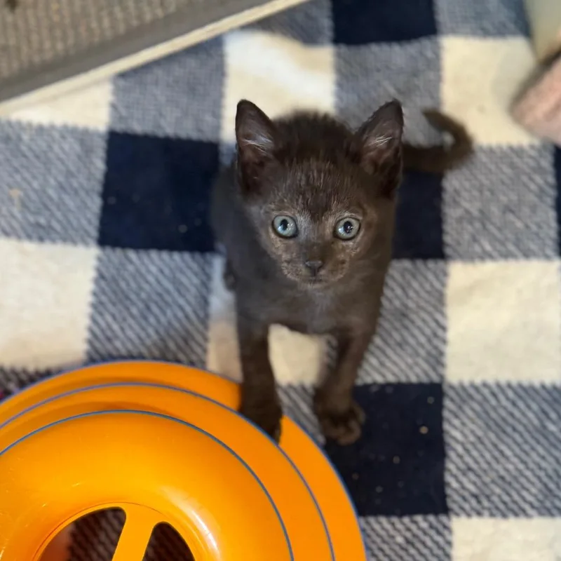 Hob Goblin thumbnail 4