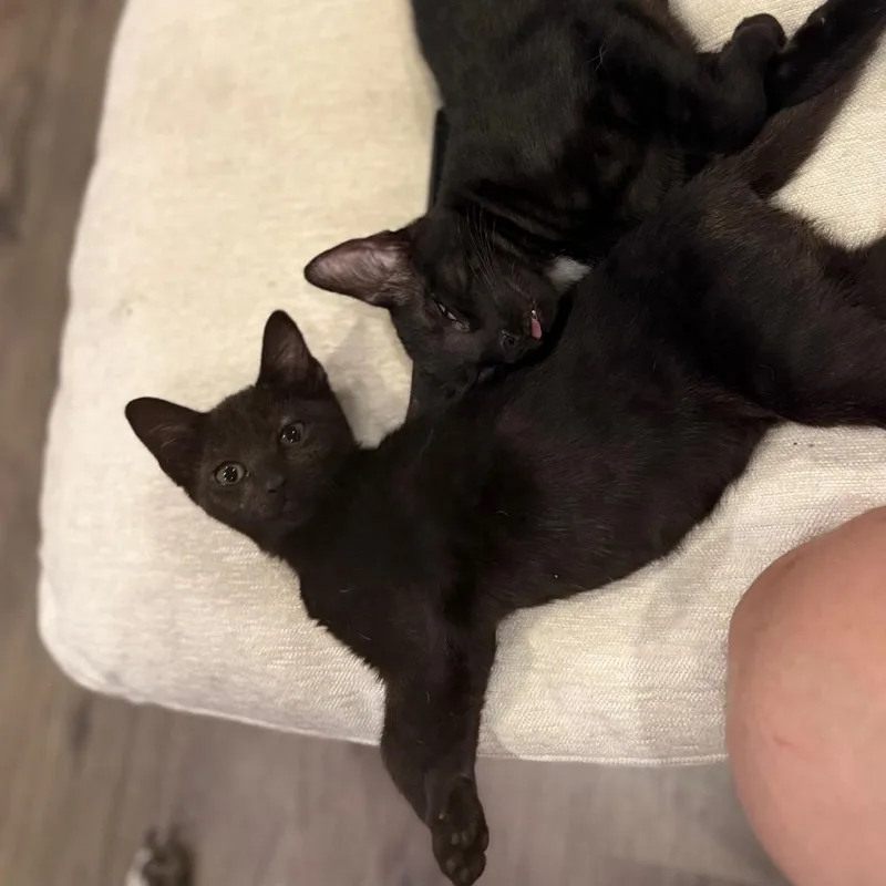 Hob Goblin thumbnail 5