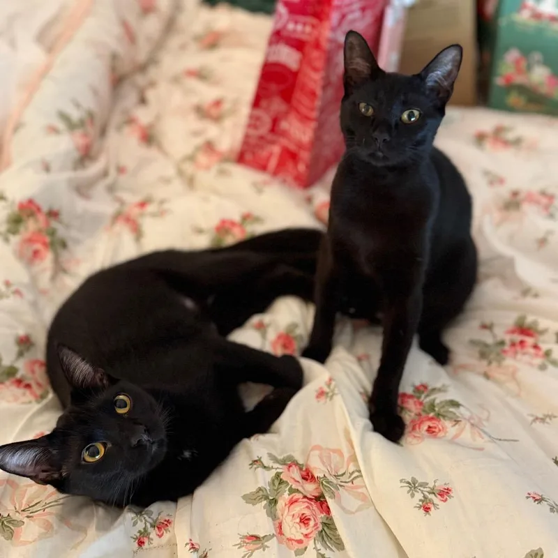 Hob Goblin thumbnail 6