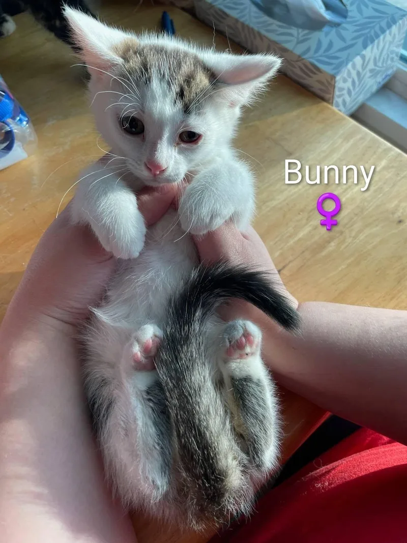 A baby small-sized female Domestic Short Hair cat named Bunny for adoption in Enfield, CT