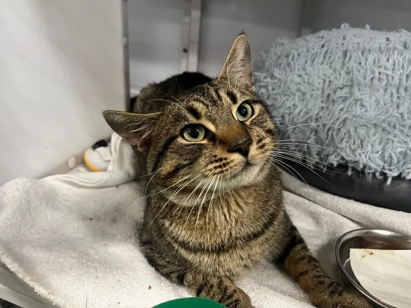 A young medium-sized male Domestic Short Hair cat named Peso Pluma for adoption in Raleigh, NC
