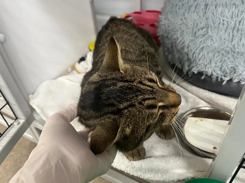 Peso Pluma thumbnail 2