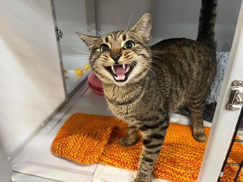 Peso Pluma thumbnail 3